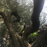 아파트 L'ulivo *