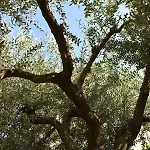 公寓 L'ulivo