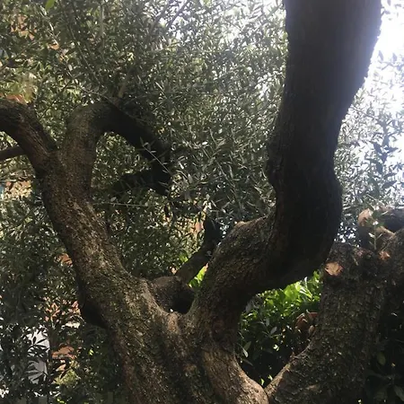 Appartamento L’ulivo *