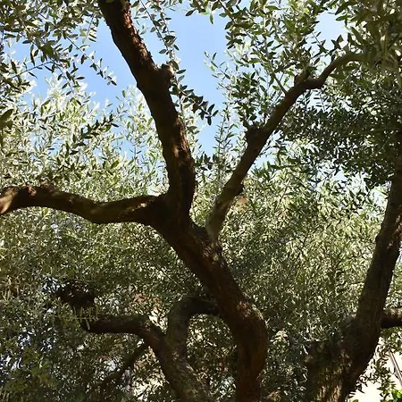 Appartamento L’ulivo
